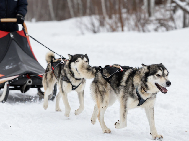 雪橇犬牵引训练中的关节养护与小型牲畜驱赶技巧