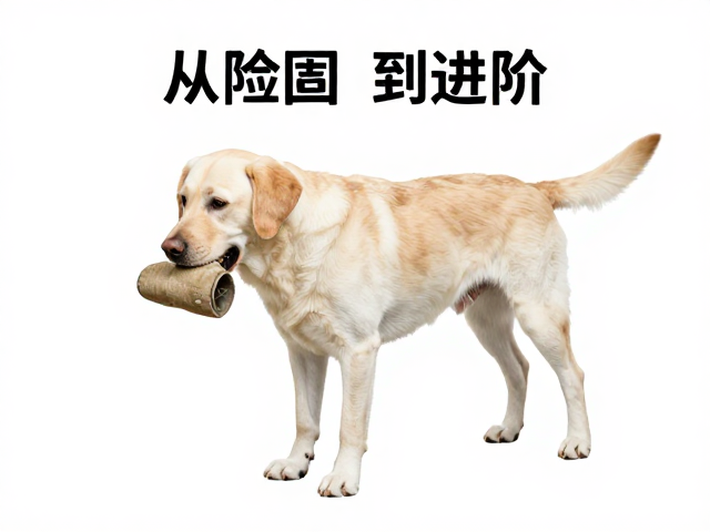 拉布拉多寻回犬衔取训练，日常巩固与技巧指南