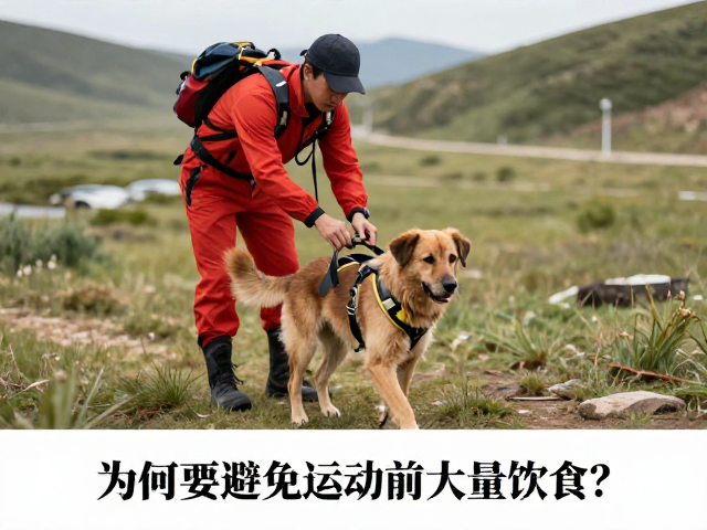 训练周期管理与营养摄入策略