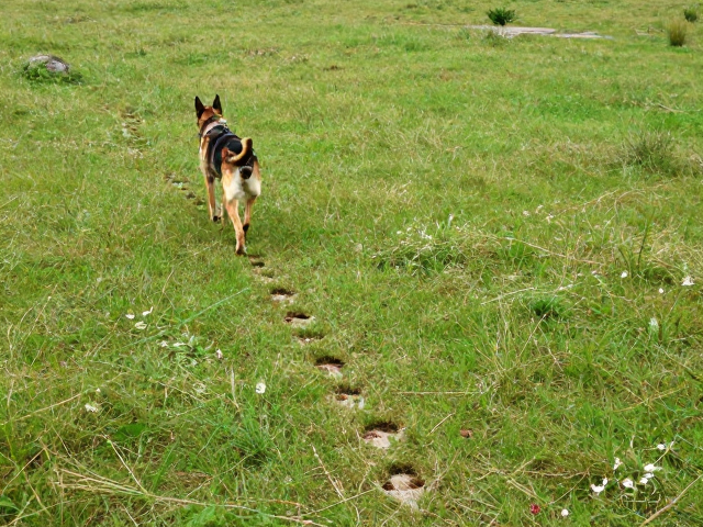 远距离气味追踪与足迹路线训练，人犬配合度提升指南