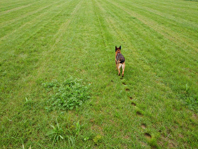 人犬配合中的非语言沟通与节奏控制