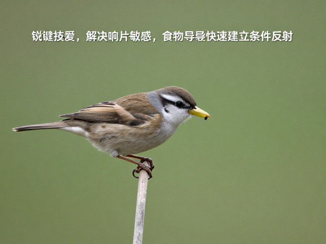 高价值食物的选择策略与脱敏过程