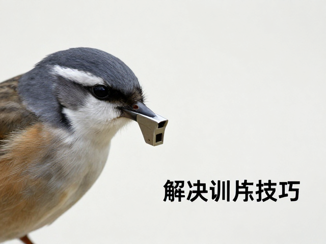 快速建立条件反射的操作细节与常见误区