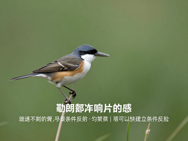 环境干扰管理与进阶巩固策略