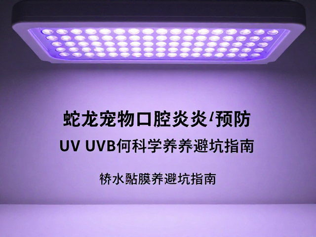 UVB光照对免疫支持与黏膜健康的科学关联