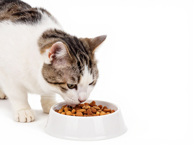 猫咪定点投喂零食法，纠正餐桌偷食，改善焦虑应激