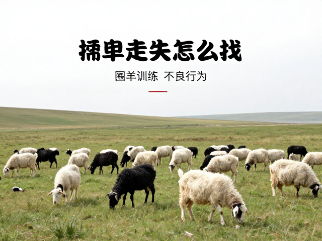 牲畜走失怎么找?圈羊训练改善不良行为,高效找回指南