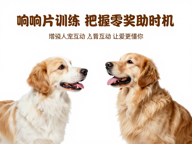 响片训练,把握零食奖励时机,增强人宠互动,让爱更懂你