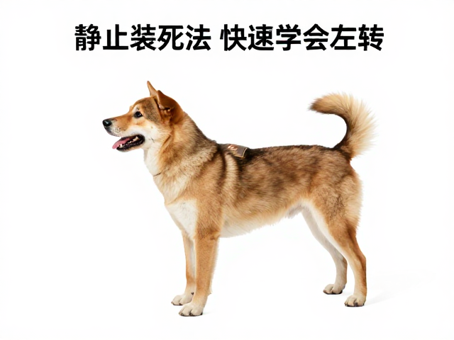 引入“左转”动作的细微差别