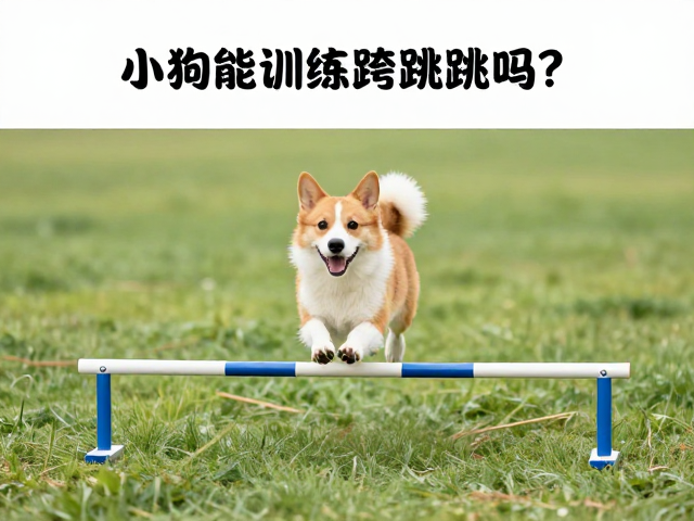 渐进式训练法与动作规范建立