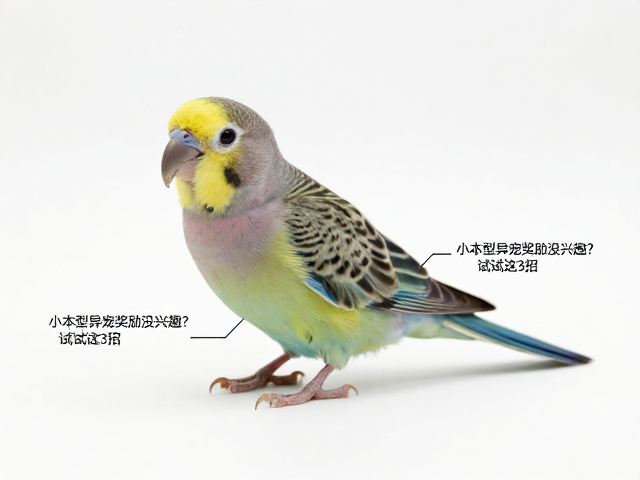 鸟类训练食哨怎么选?小体型异宠奖励没兴趣?试试这3招