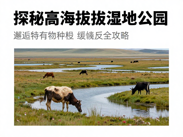 探秘高海拔湿地公园,邂逅特有物种,缓解高反全攻略