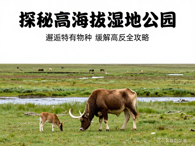 实地观察规范与安全行为准则