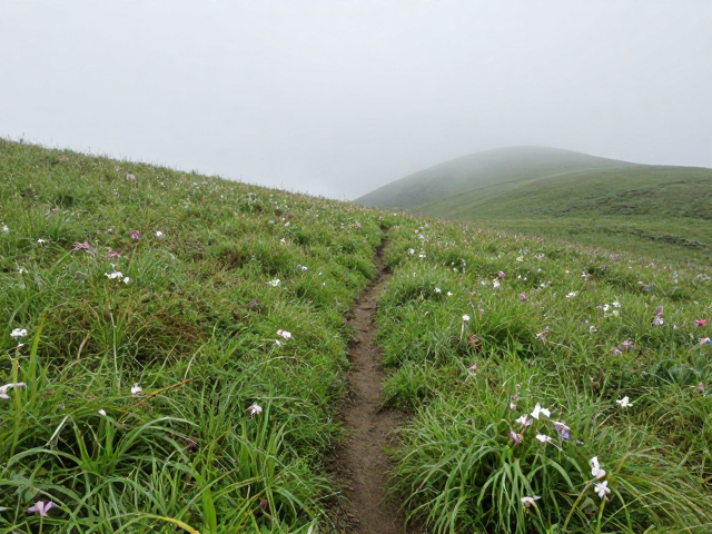 峨眉山系足迹分享,探秘隐秘草甸花海,绝美打卡攻略