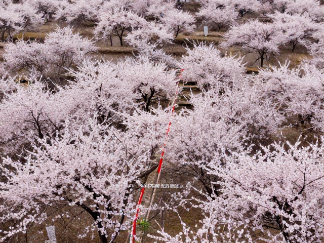春季地质公园赏花指南,避开生态红线,邂逅绝美花海