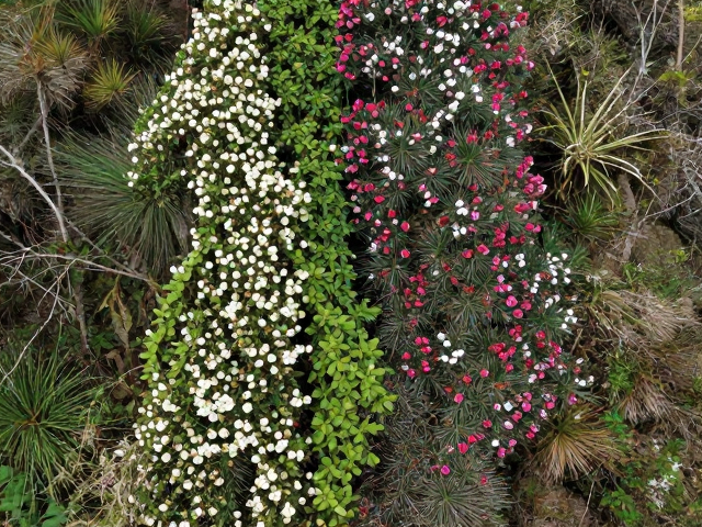 高山花卉群落的季节性演替