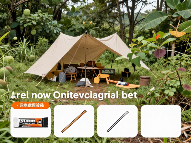 能量补给与体能管理的协同