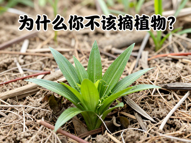 社区参与护水源,为什么你不该采摘植物?