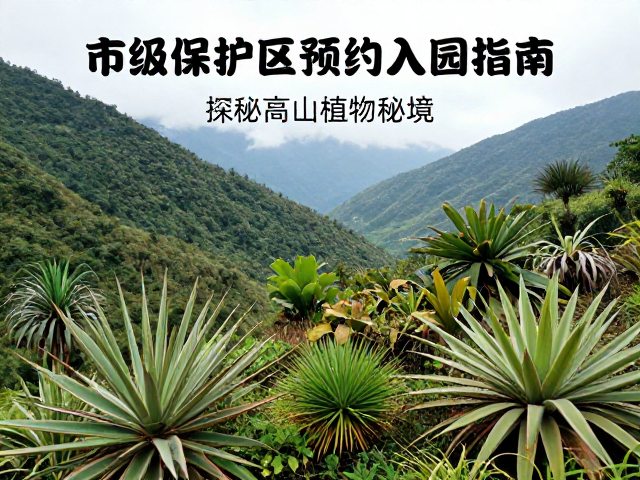 高山植物探秘的最佳时节与行前准备