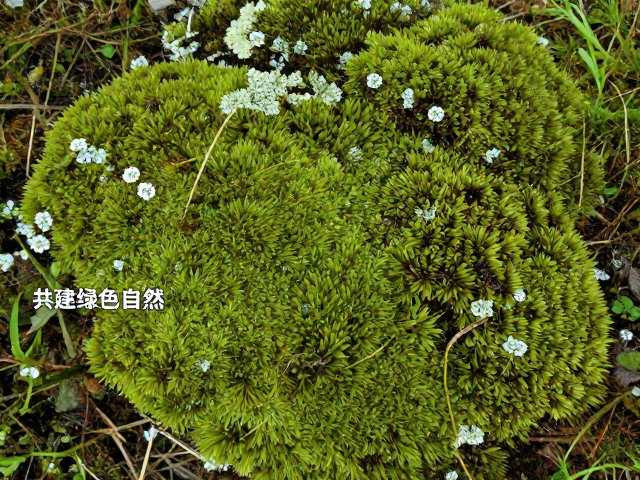 共建绿色自然的社会协同路径
