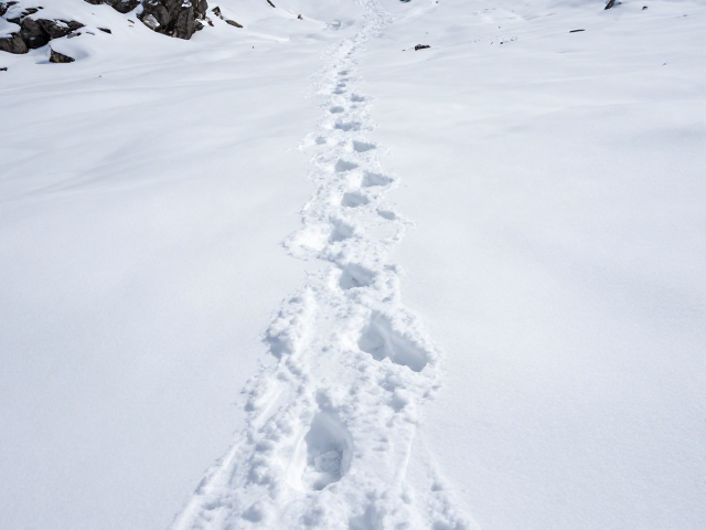 雪后痕迹明显!深山偶遇高山大型动物冬眠越冬行踪揭秘