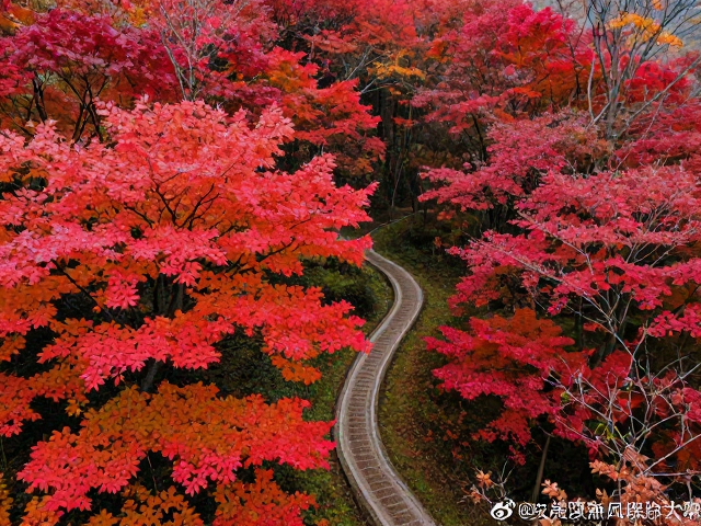 陕西秦岭腹地:小众秘境中的原始红叶