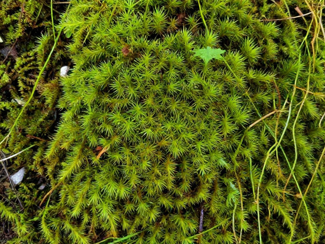 生态指示剂:苔藓地衣揭示的环境秘密