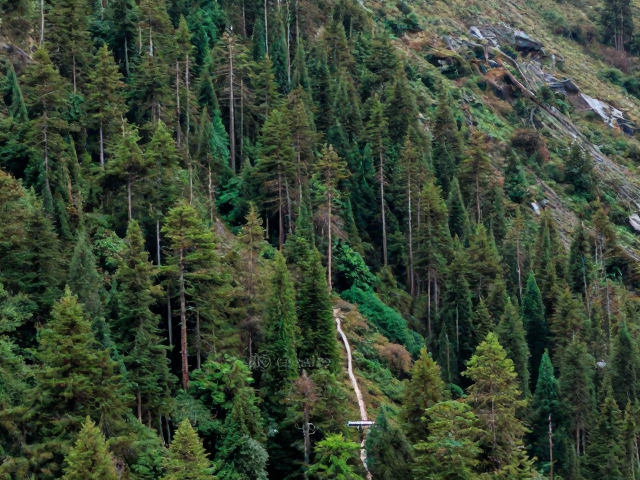 横断山区垂直带谱复杂,高山针叶林徒步请循既有步道