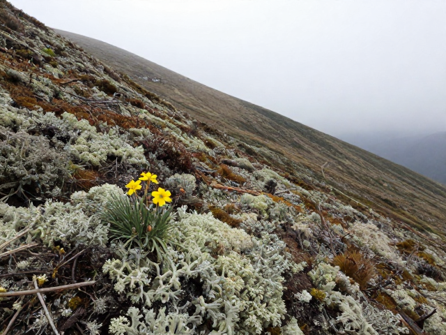 高山森林苔藓地衣,花期随海拔推迟的生态奥秘