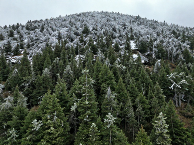 青藏高原高山森林,地衣指示空气洁净,探秘高寒植被奇观