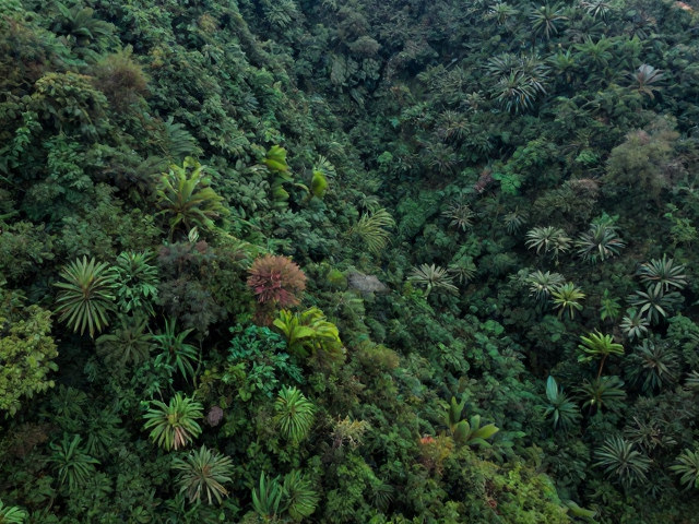 海拔梯度下的植被更替法则