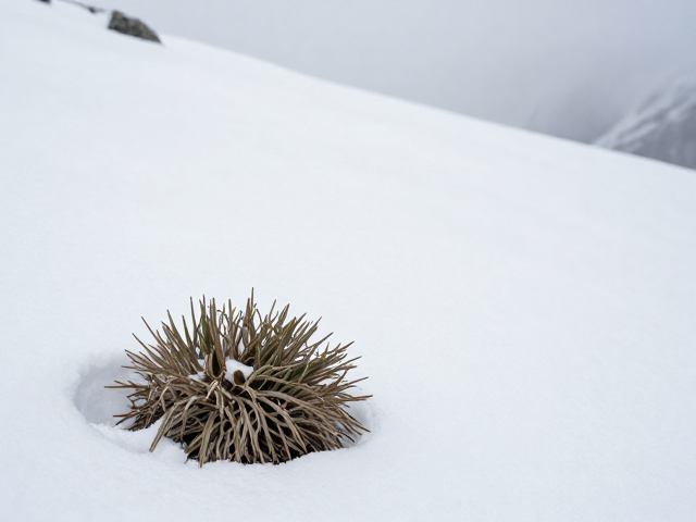 高山植物冬眠与越冬秘密,探索雪线之上的生存足迹
