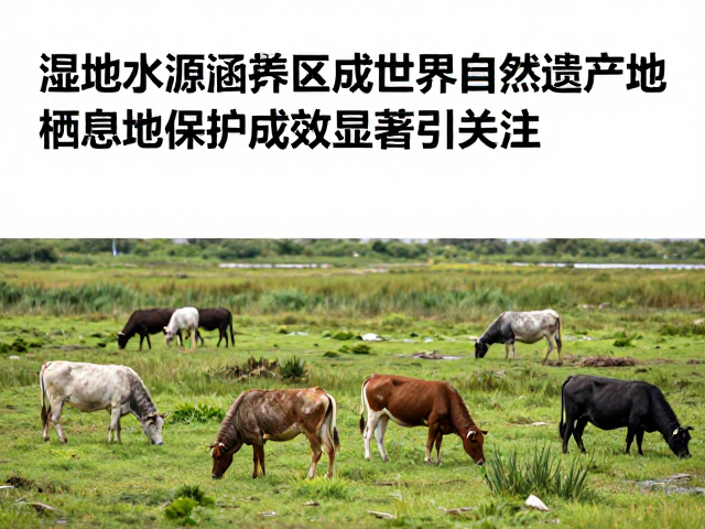 湿地水源涵养区成世界自然遗产地,栖息地保护成效显著引关注