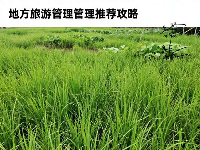 最佳观测时段与路线规划建议