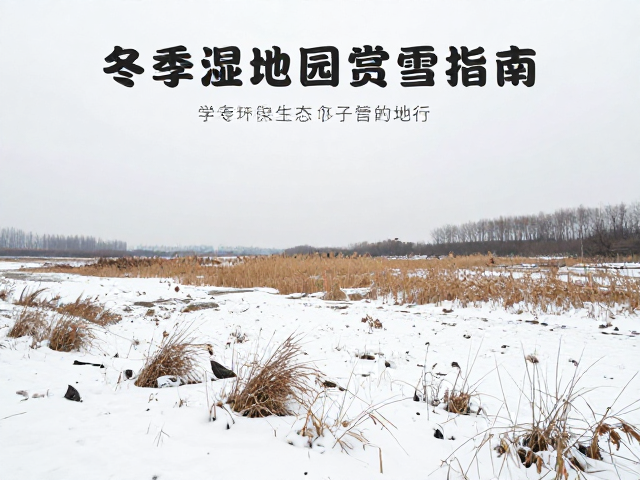 冬季湿地公园赏雪指南,参与环保志愿活动,守护冰雪生态