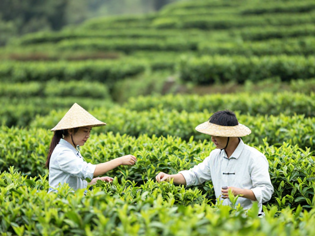 武夷山茶区斗茶规则与器具，揭秘蒸青茶品鉴标准