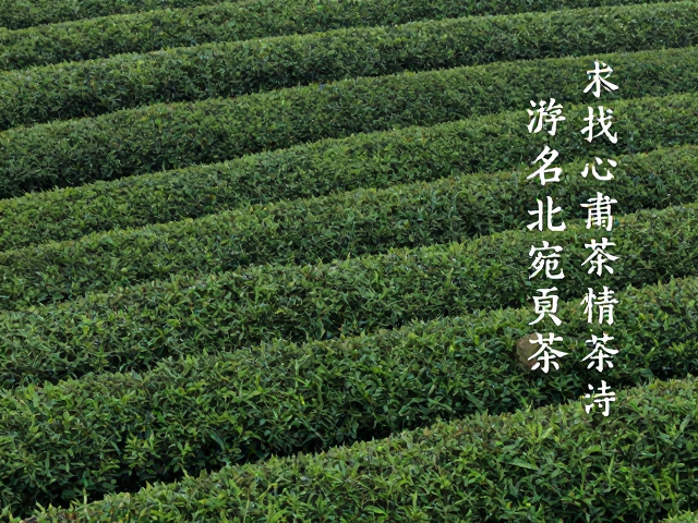 北苑贡茶的皇家气象与工艺变革