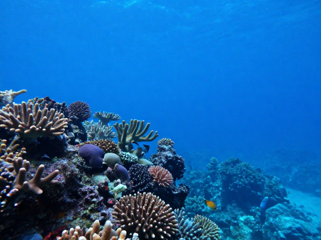 水下滤镜优化海水去雾增艳，还原珊瑚生态蓝