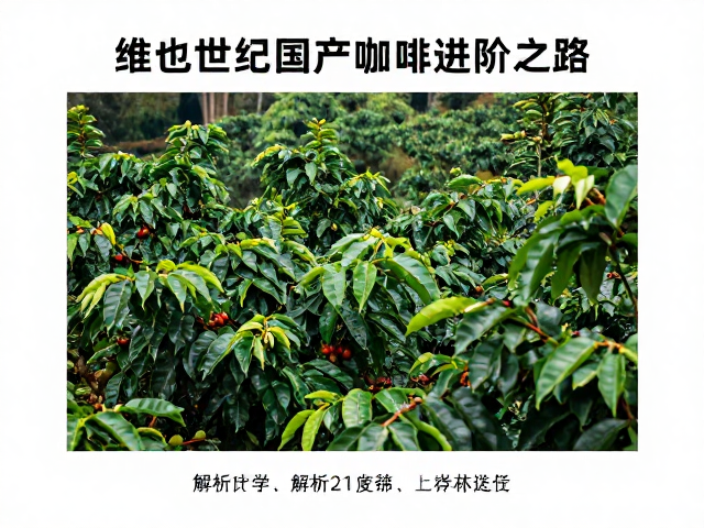 云南产区的规模化种植与技术迭代