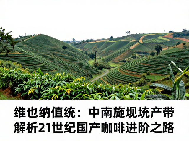 中南美洲产带的风土特质与风味基准