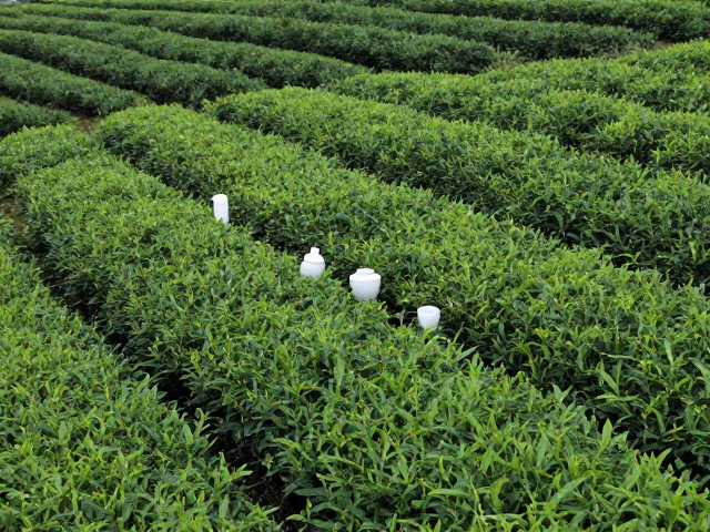 景德镇瓷都核心产区绿茶与德化白瓷海丝外销，古今瓷茶交融之美