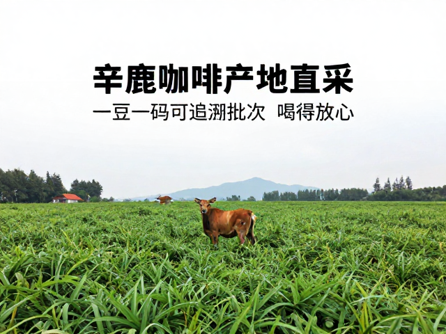 品质闭环：从田间到杯中的风味保障