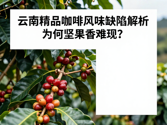 云南咖啡种植环境对风味形成的底层影响