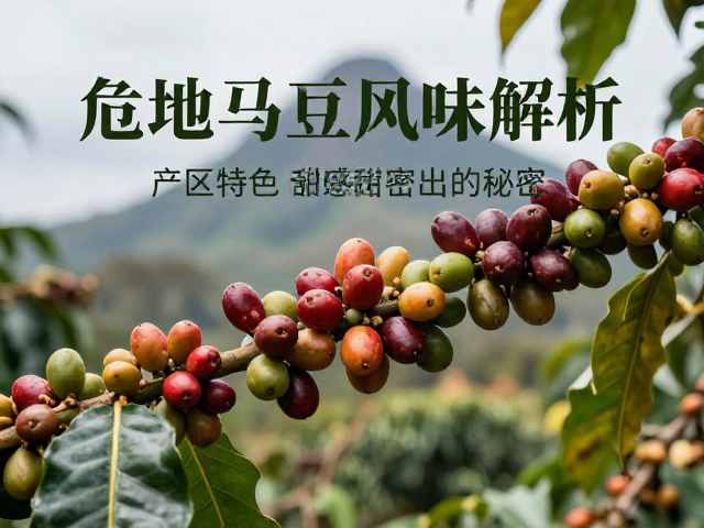 危地马拉咖啡的地理基因与微气候优势