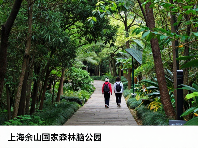 城市边缘的森林秘境:上海佘山国家森林脑公园