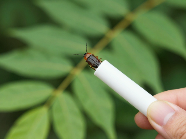 对角线构图与枝叶引导的运用