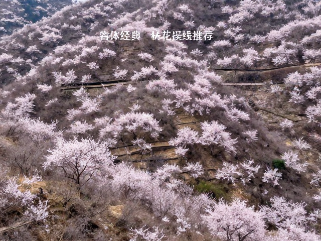 漫山花海的春日序曲:为何选择徒步赏花