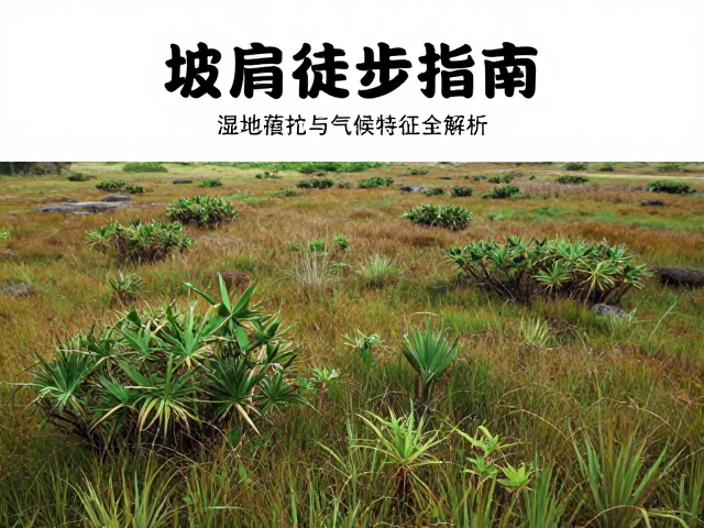 典型湿地植被群落特征