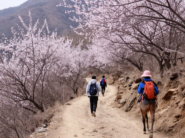古道人文研学，春季毕业旅行徒步赏花攻略