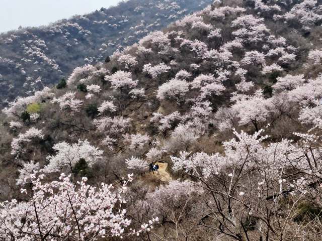 春季山野徒步的时令魅力与路线选择